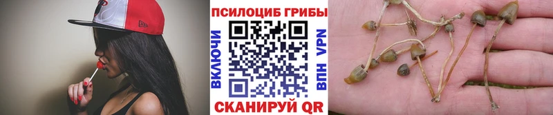 Псилоцибиновые грибы Psilocybe  Ершов 